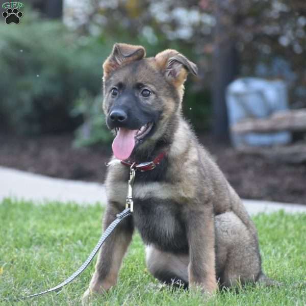 Kira, German Shepherd Puppy